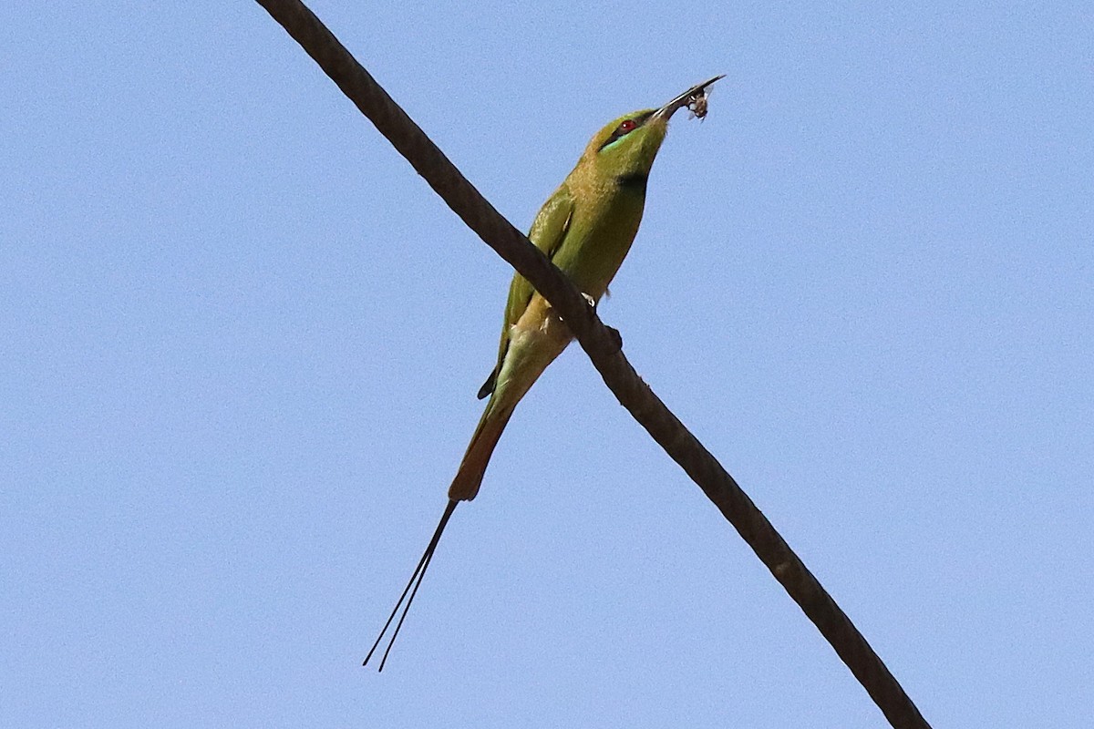 African Green Bee-eater - ML643524233