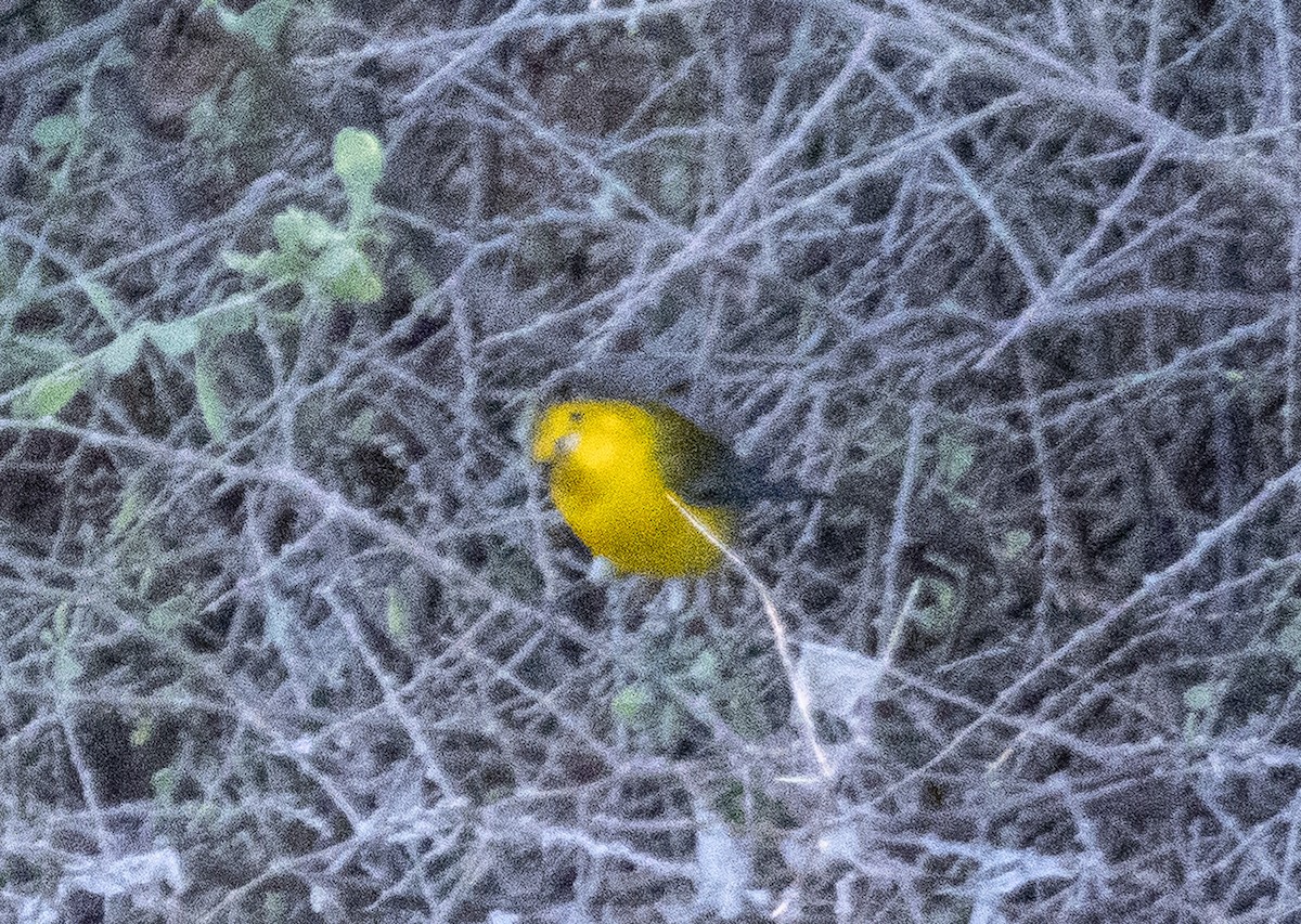 Prothonotary Warbler - ML643524237