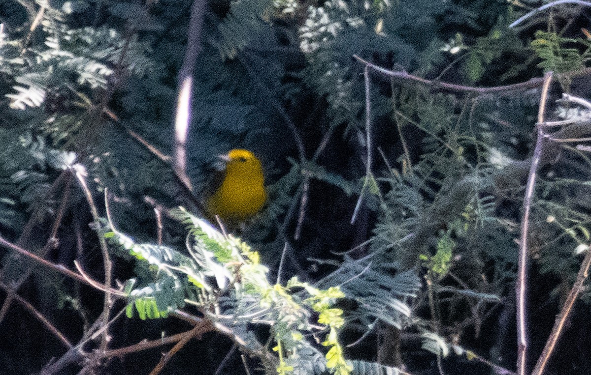 Prothonotary Warbler - ML643524241