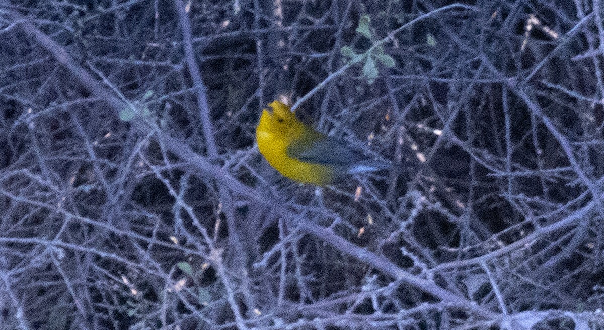 Prothonotary Warbler - ML643524243