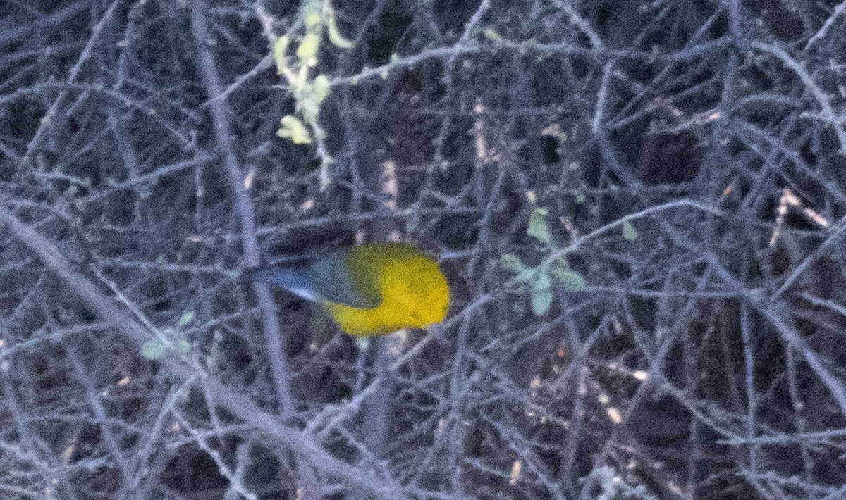 Prothonotary Warbler - ML643524244