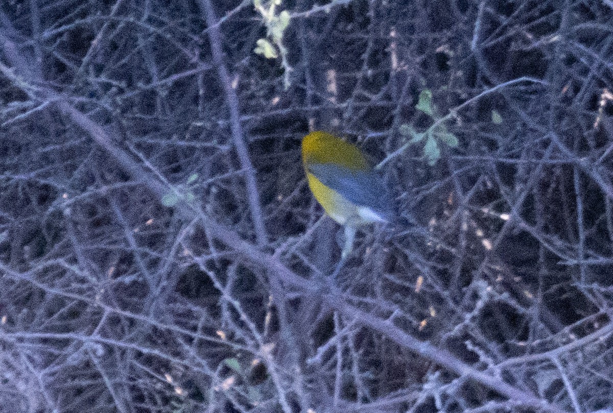 Prothonotary Warbler - ML643524245