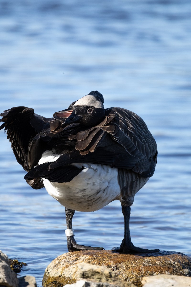 Canada Goose - ML643524248