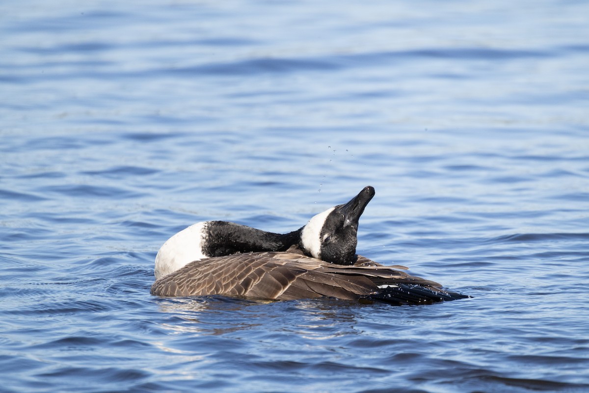Canada Goose - ML643524249