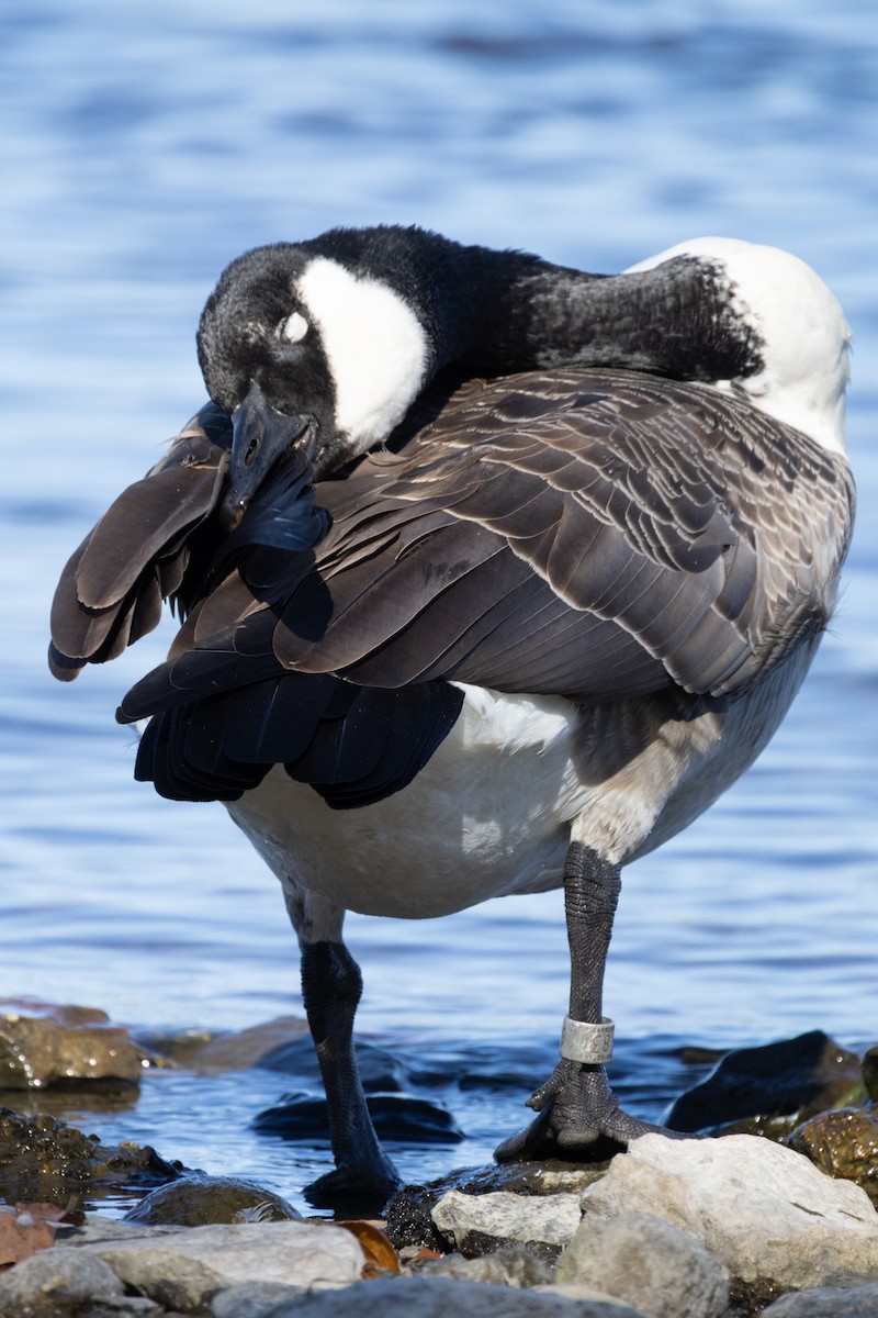 Canada Goose - ML643524250