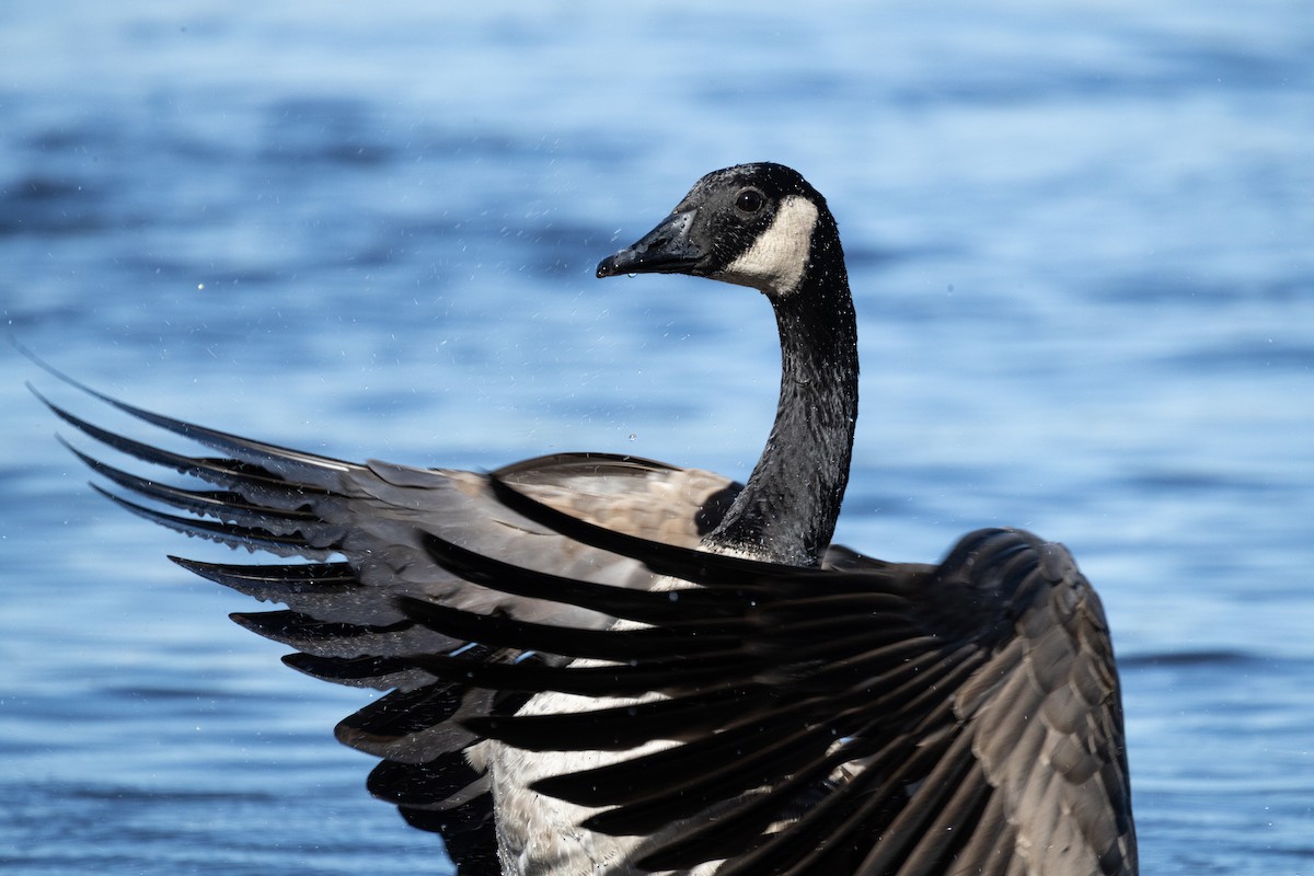 Canada Goose - ML643524251