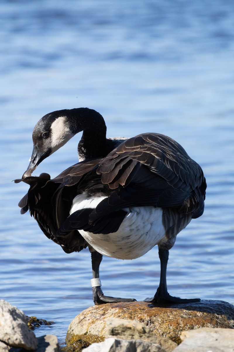Canada Goose - ML643524252