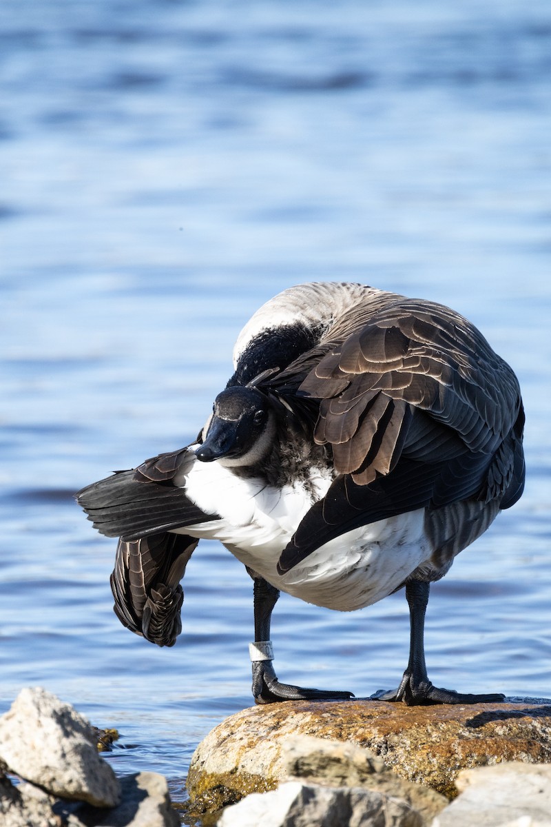 Canada Goose - ML643524253