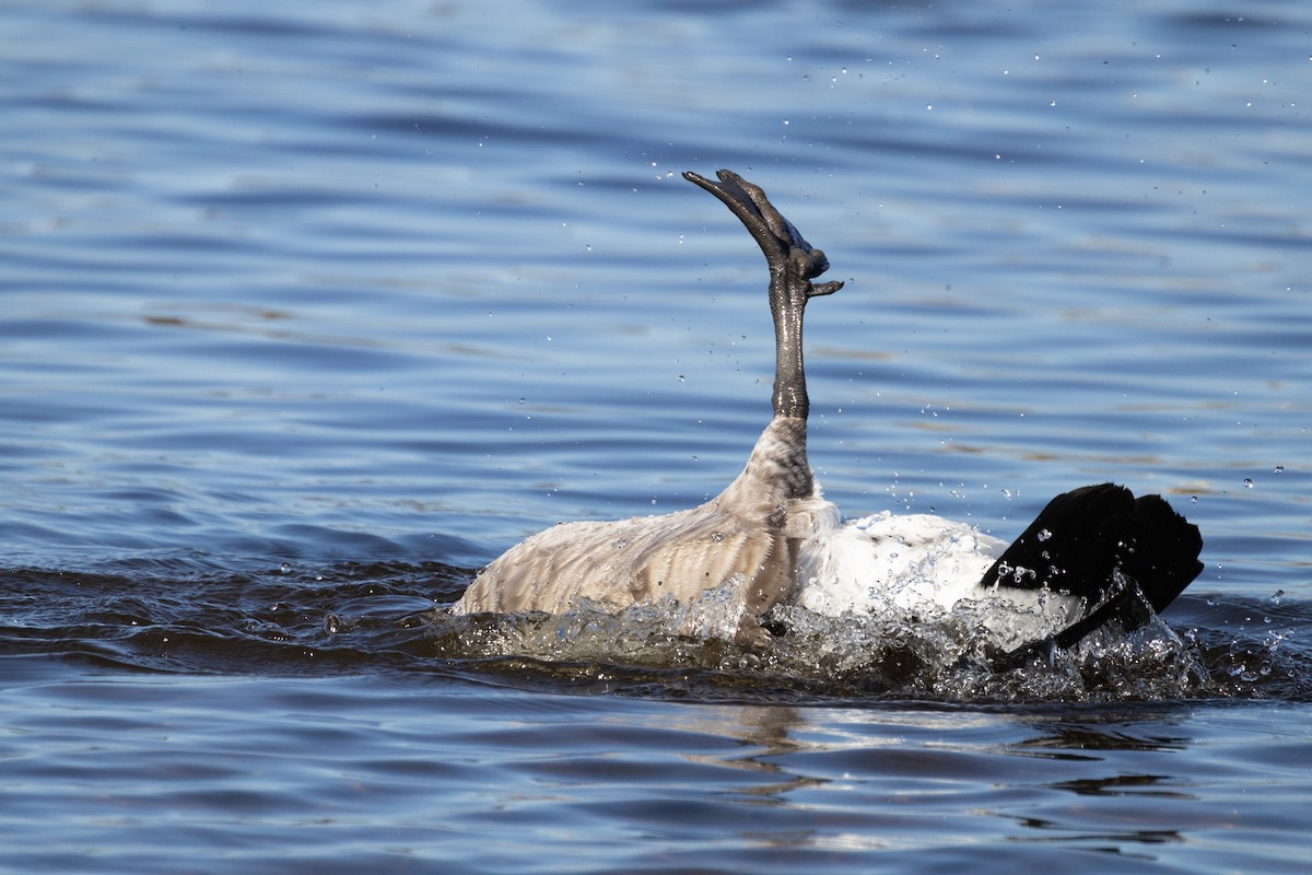Canada Goose - ML643524254