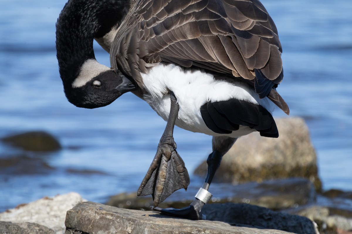Canada Goose - ML643524255