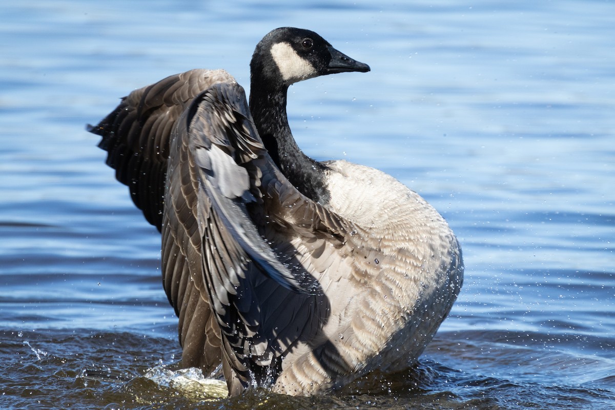 Canada Goose - ML643524256