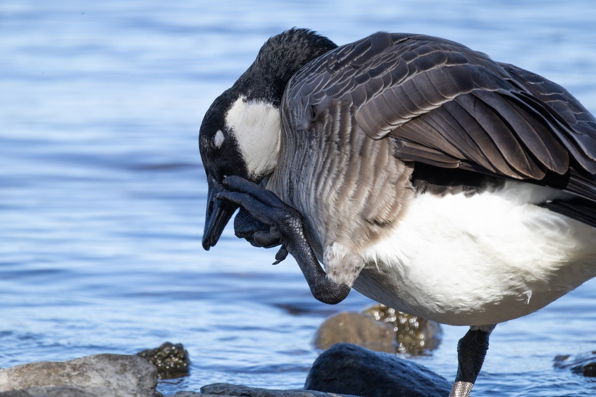 Canada Goose - ML643524257