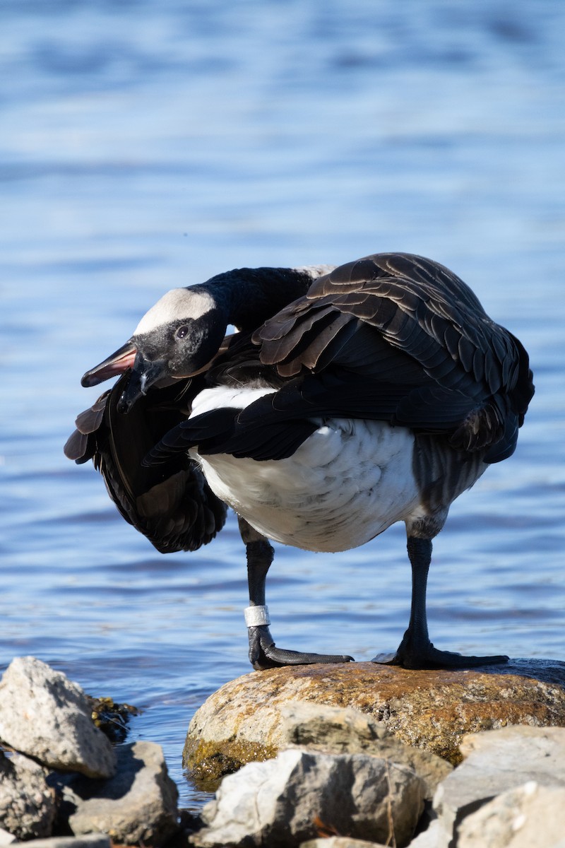 Canada Goose - ML643524258