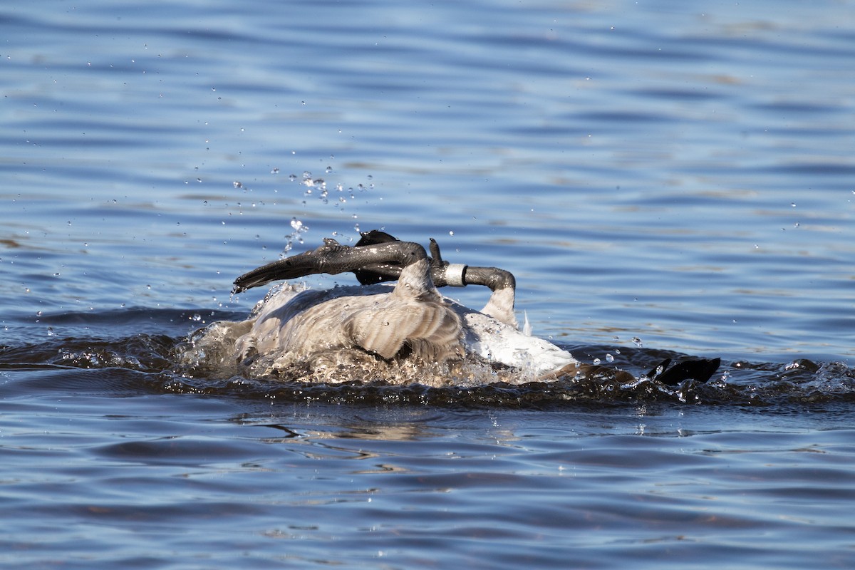Canada Goose - ML643524260