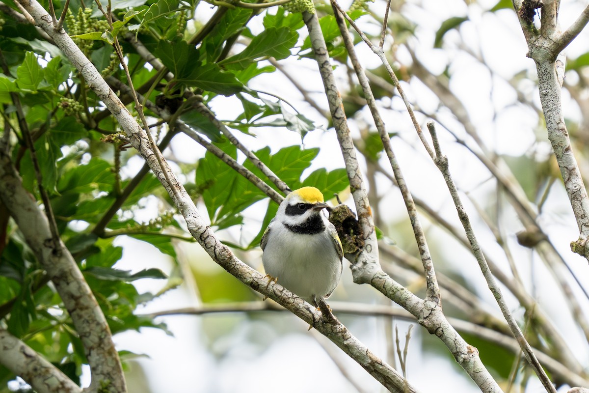 Golden-winged Warbler - ML643524263