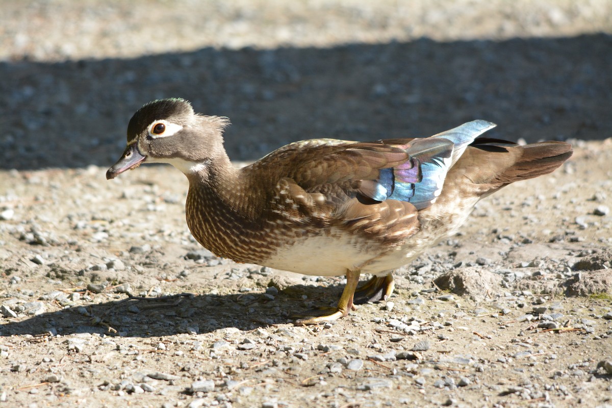 Canard branchu - ML643524266