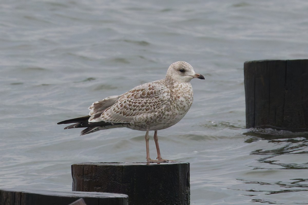 Ring-billed Gull - ML643524273