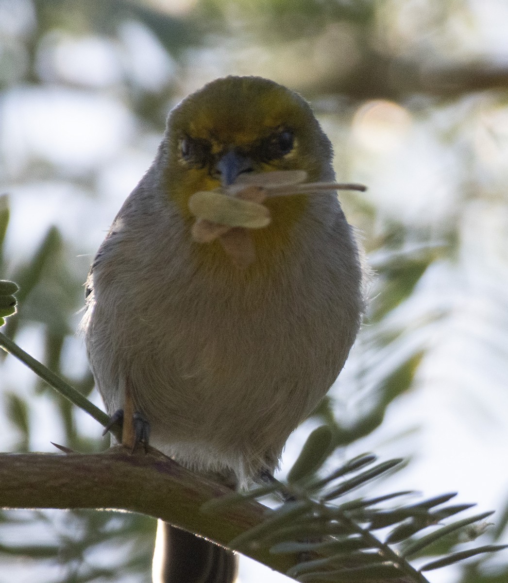 Verdin - ML643524274