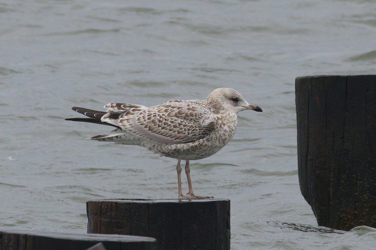 Ring-billed Gull - ML643524276