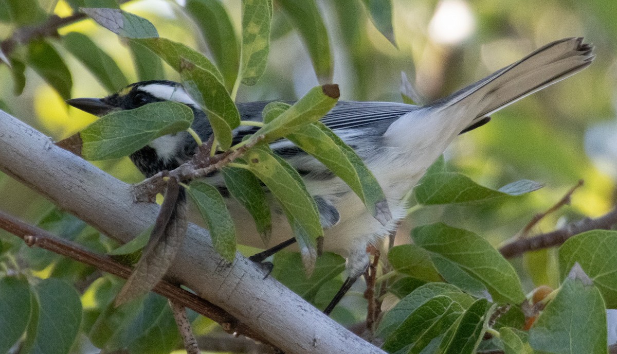 Black-throated Gray Warbler - ML643524297