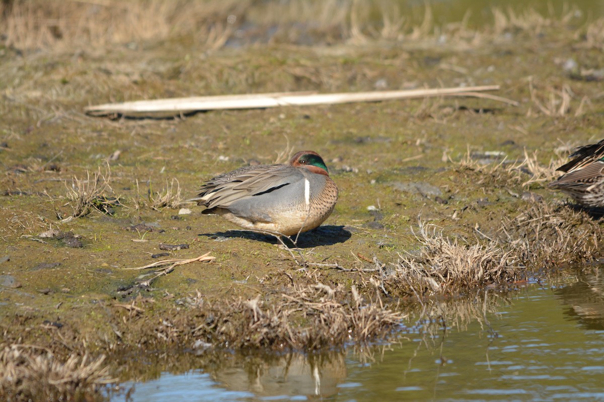 Green-winged Teal - ML643524307