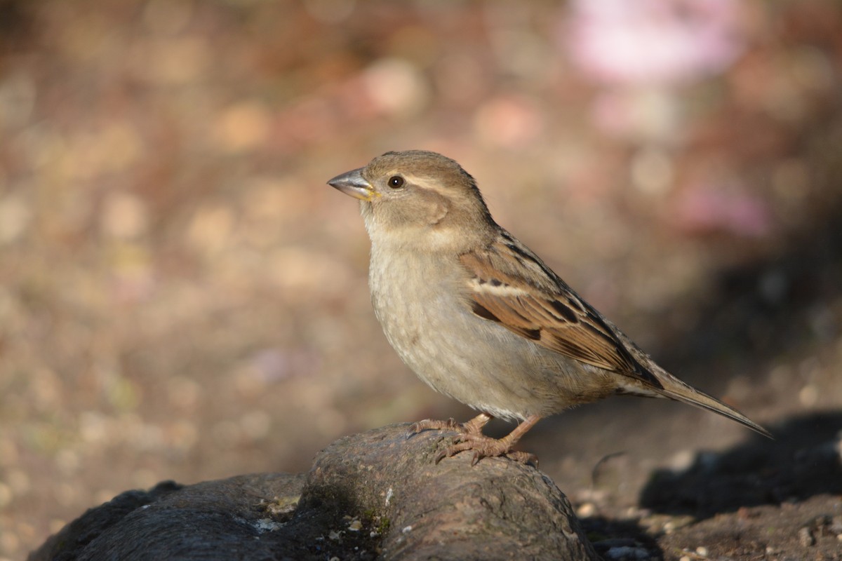 House Sparrow - ML643524314