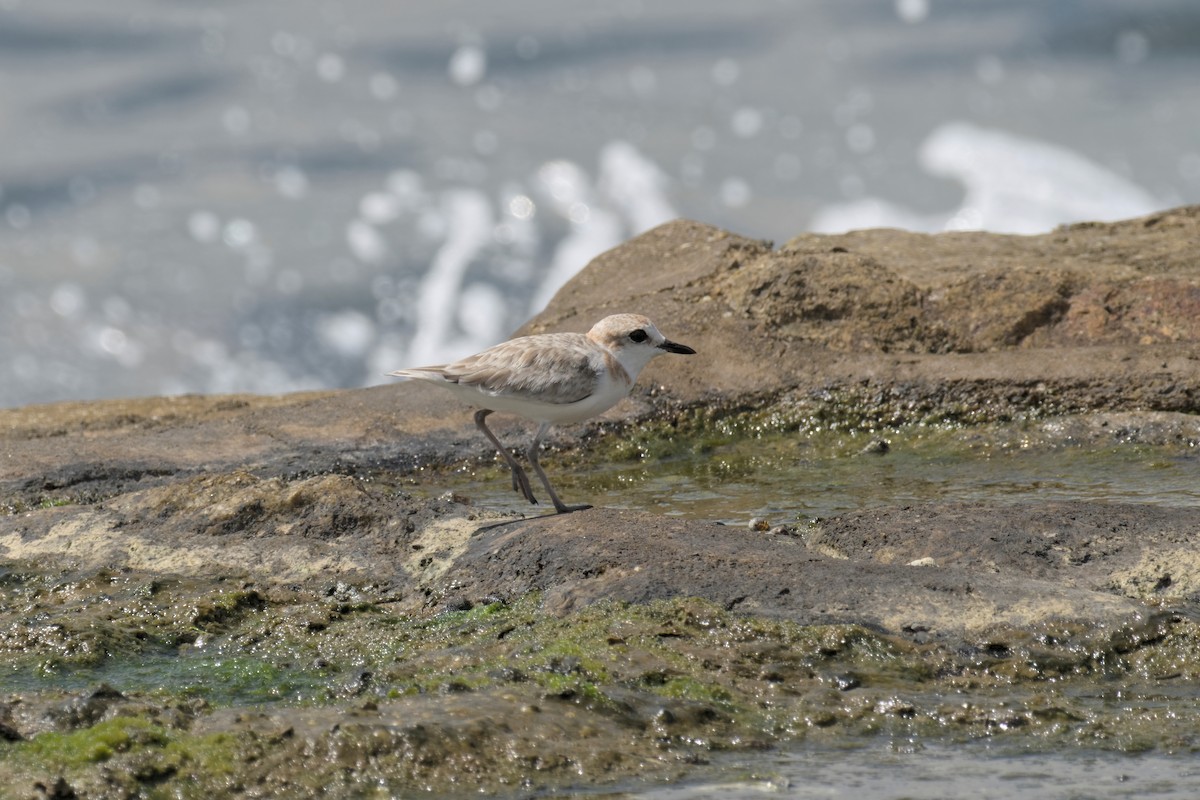 Malaysian Plover - ML643524320