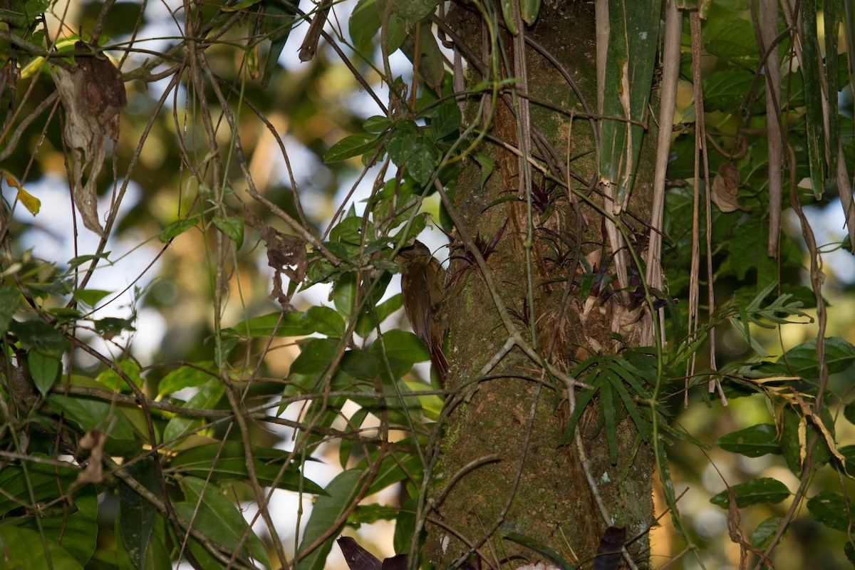 Plain-winged Woodcreeper (Plain-winged) - ML643524338