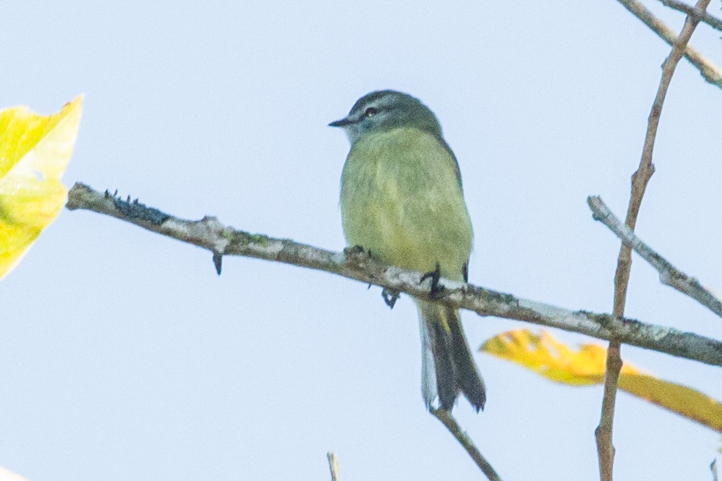 Planalto Tyrannulet - ML643524346
