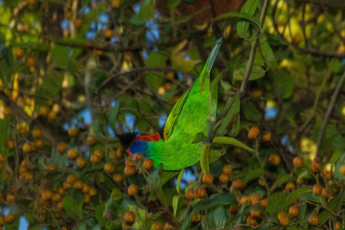 Red-necked Tanager - ML643524349