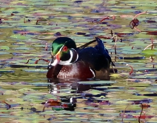 Canard branchu - ML643524350