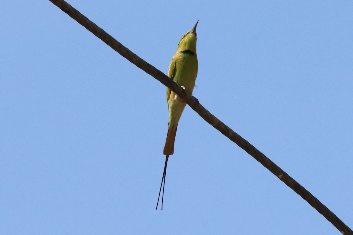 African Green Bee-eater - ML643524353