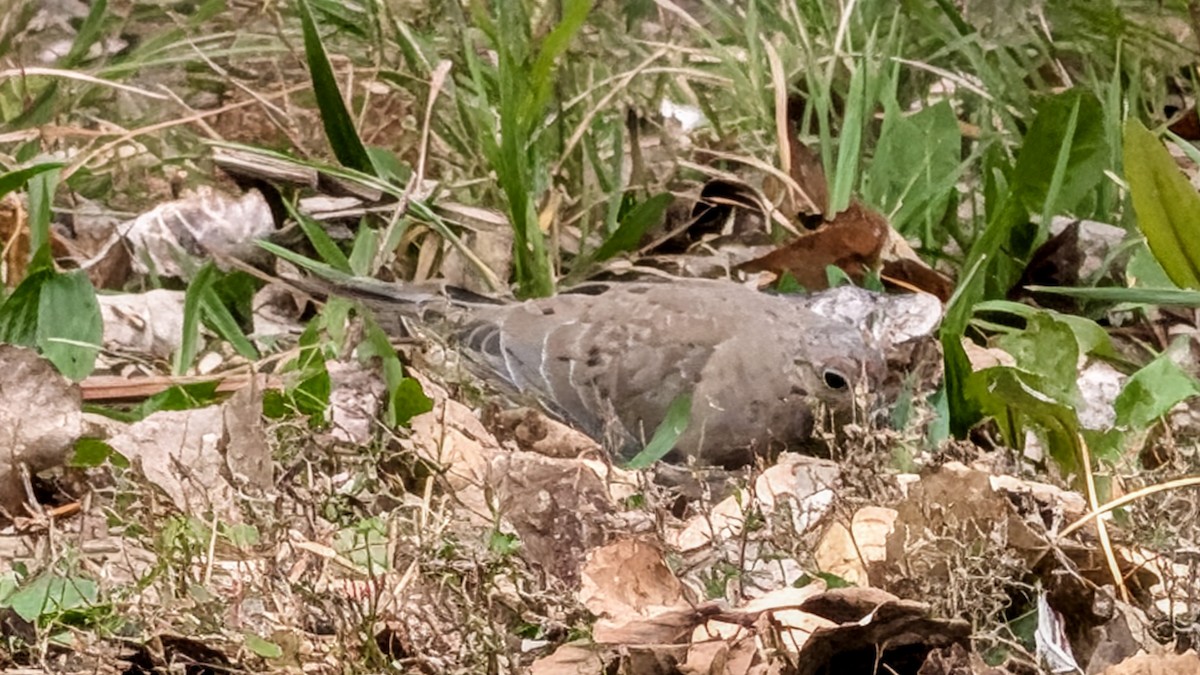 Mourning Dove - ML643524374