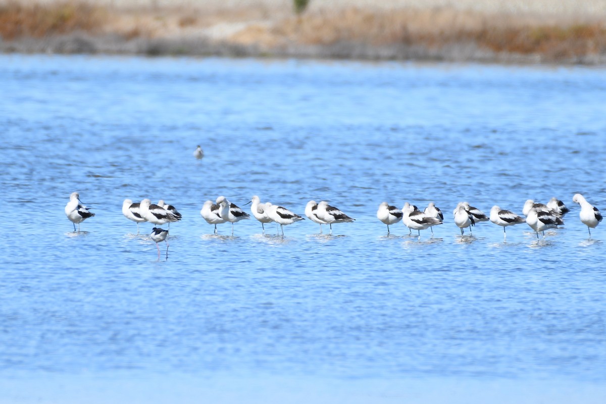 Avoceta Americana - ML643524376