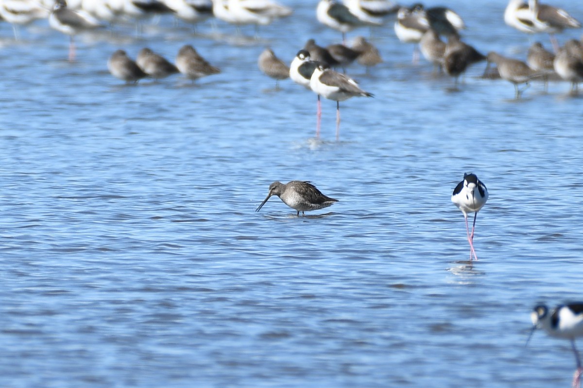 Long-billed Dowitcher - ML643524381