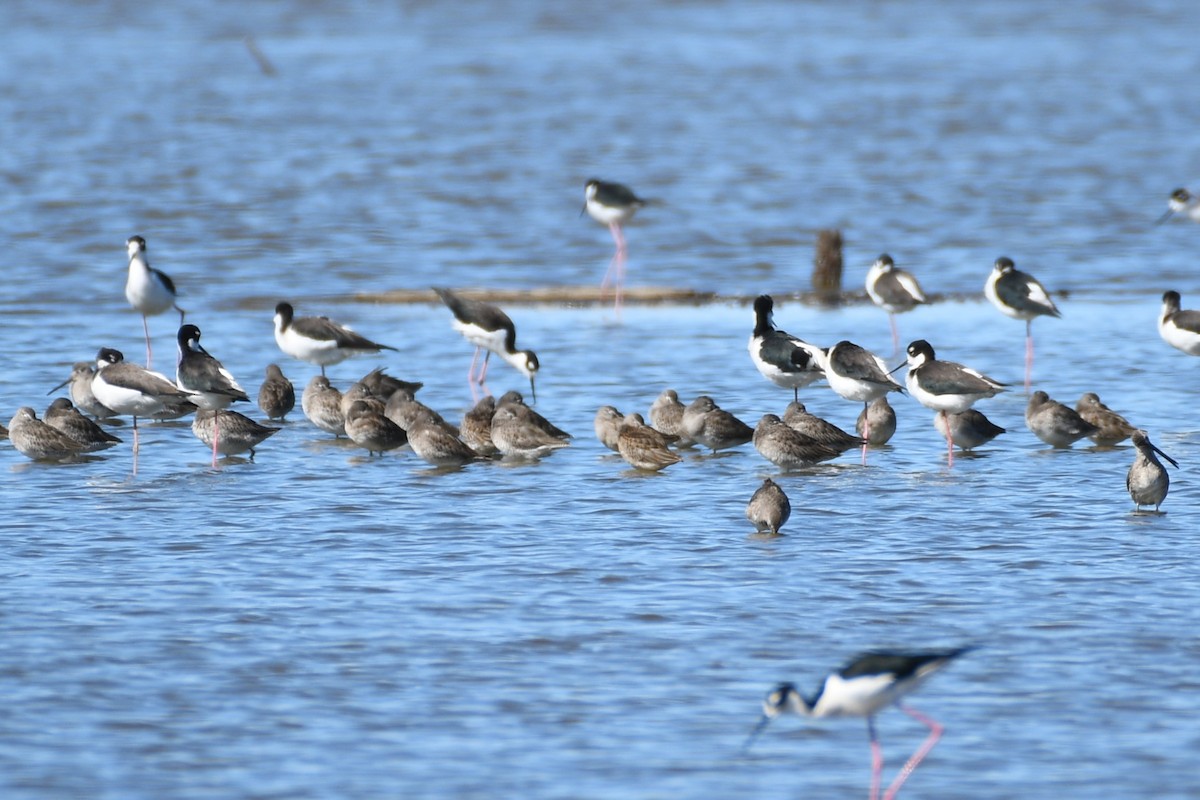 Long-billed Dowitcher - ML643524388