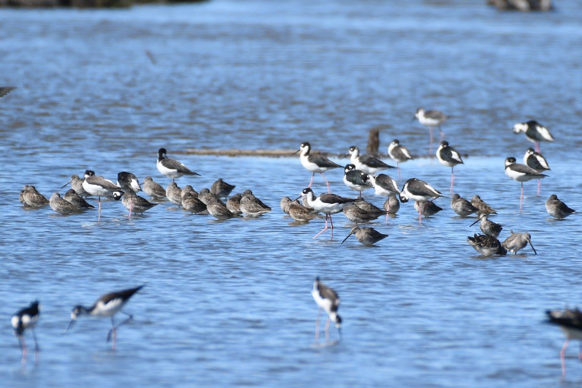 Long-billed Dowitcher - ML643524389