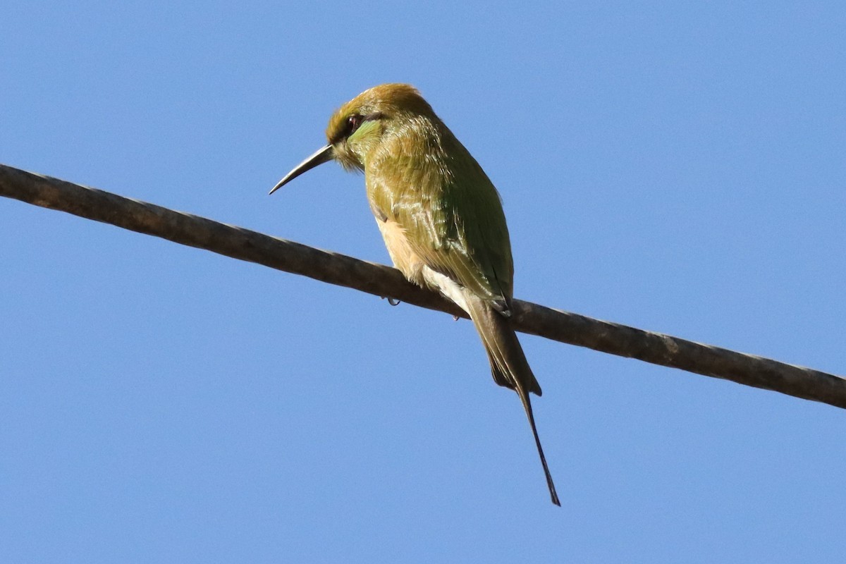 African Green Bee-eater - ML643524395