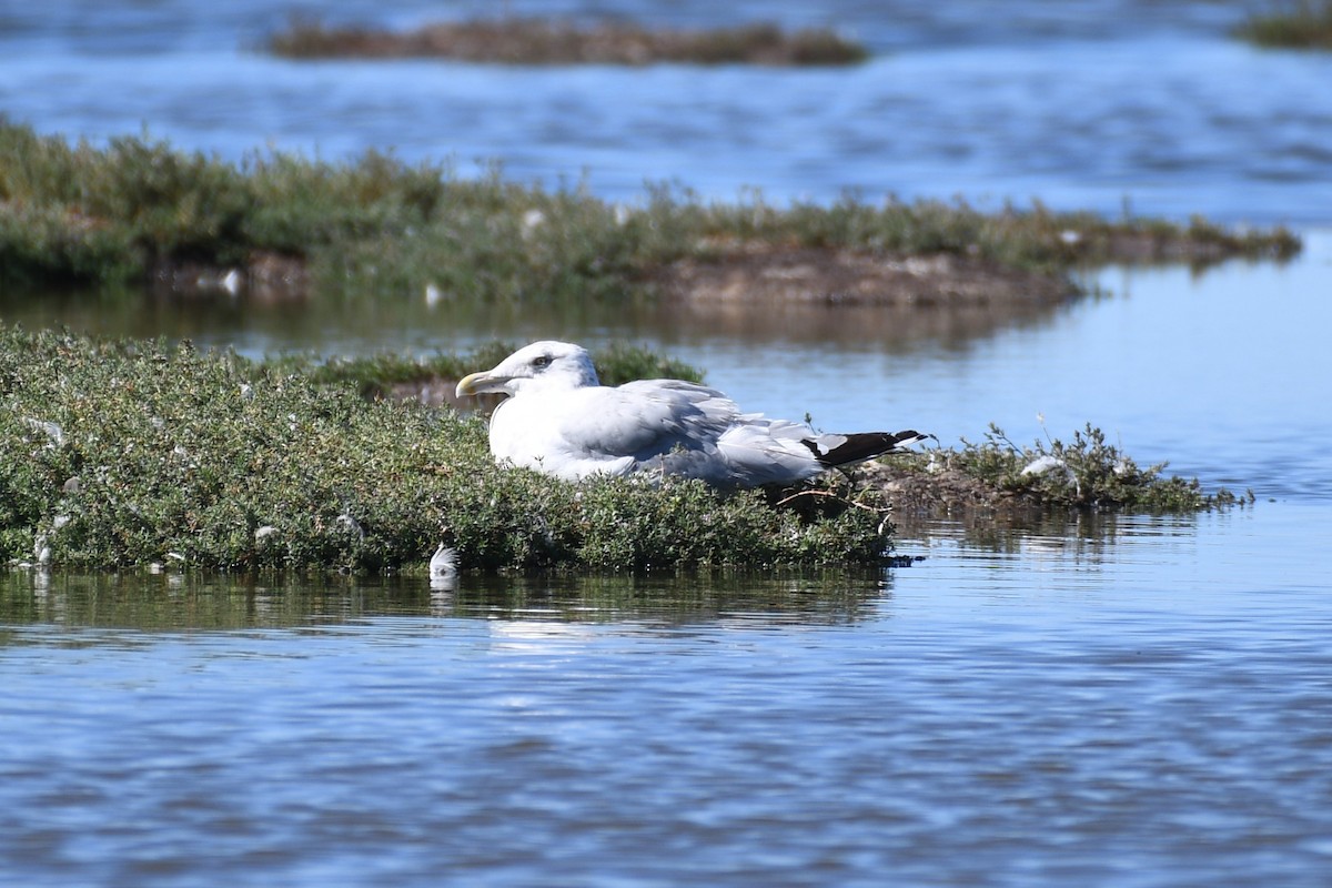 American Herring Gull - ML643524407