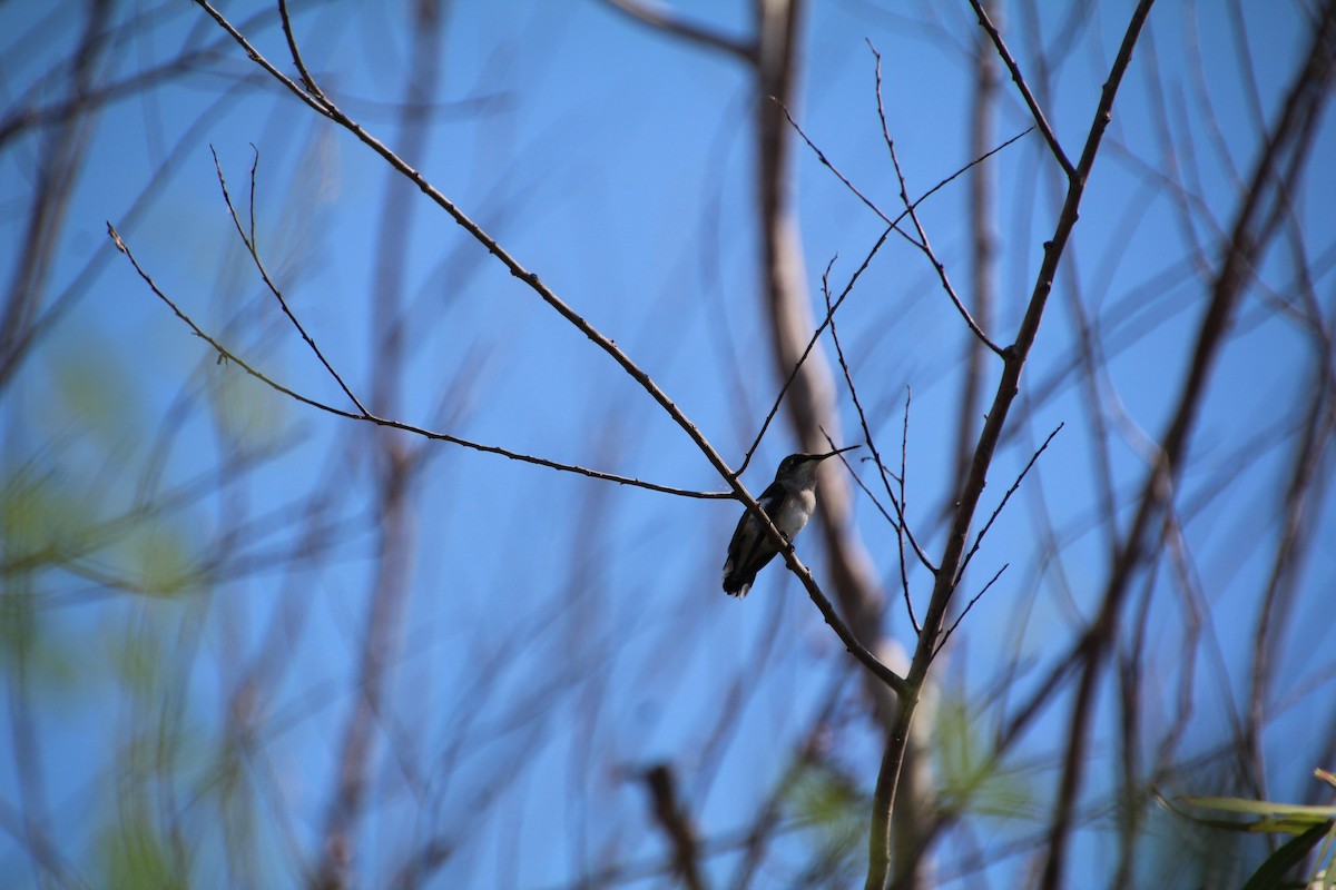 Ruby-throated/Black-chinned Hummingbird - ML643524414