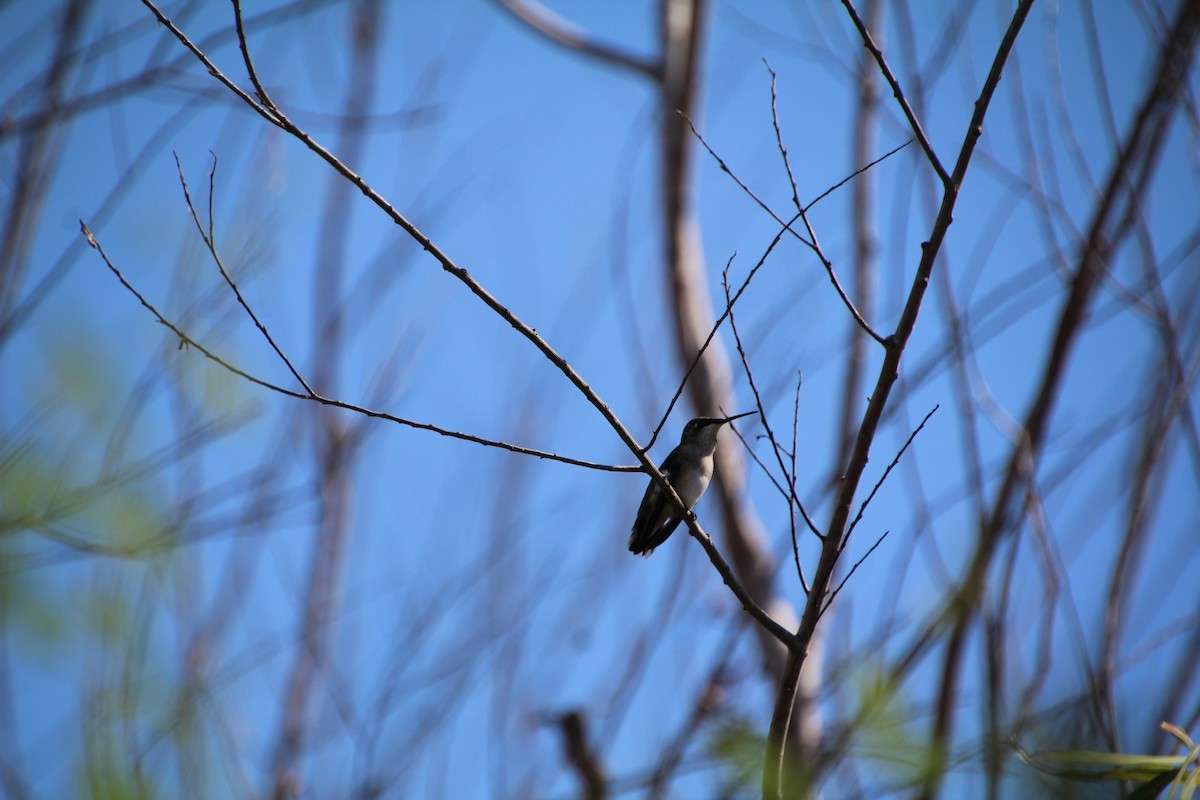Ruby-throated/Black-chinned Hummingbird - ML643524415
