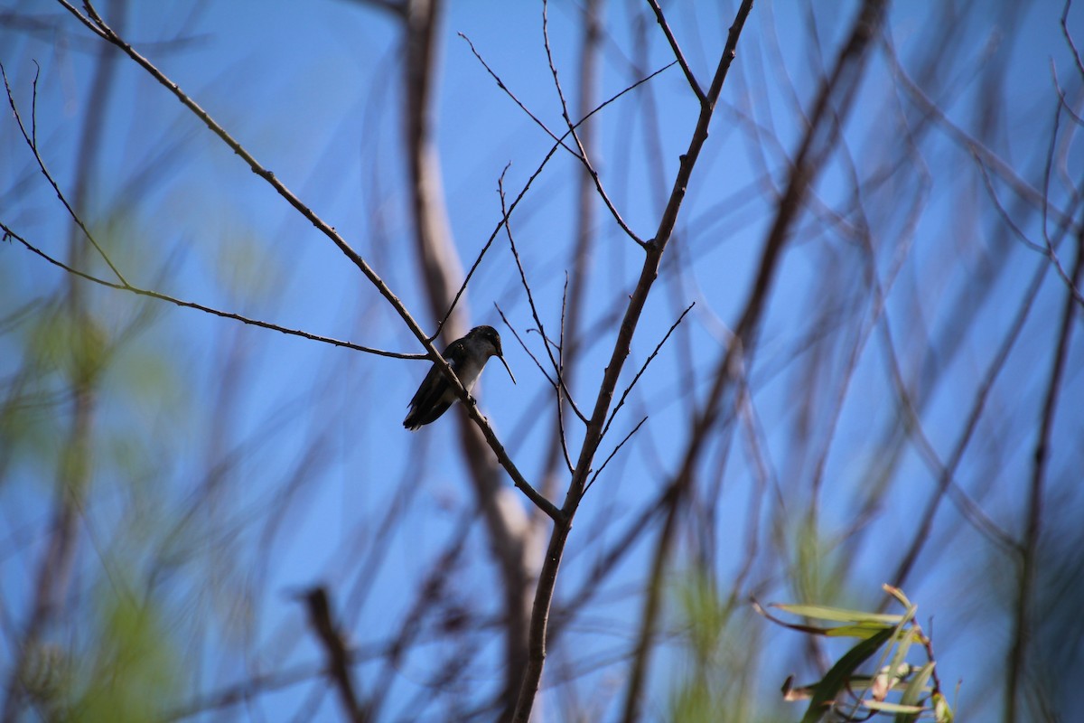 Ruby-throated/Black-chinned Hummingbird - ML643524419