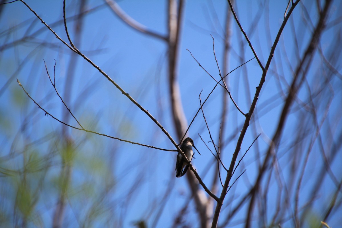 Ruby-throated/Black-chinned Hummingbird - ML643524420