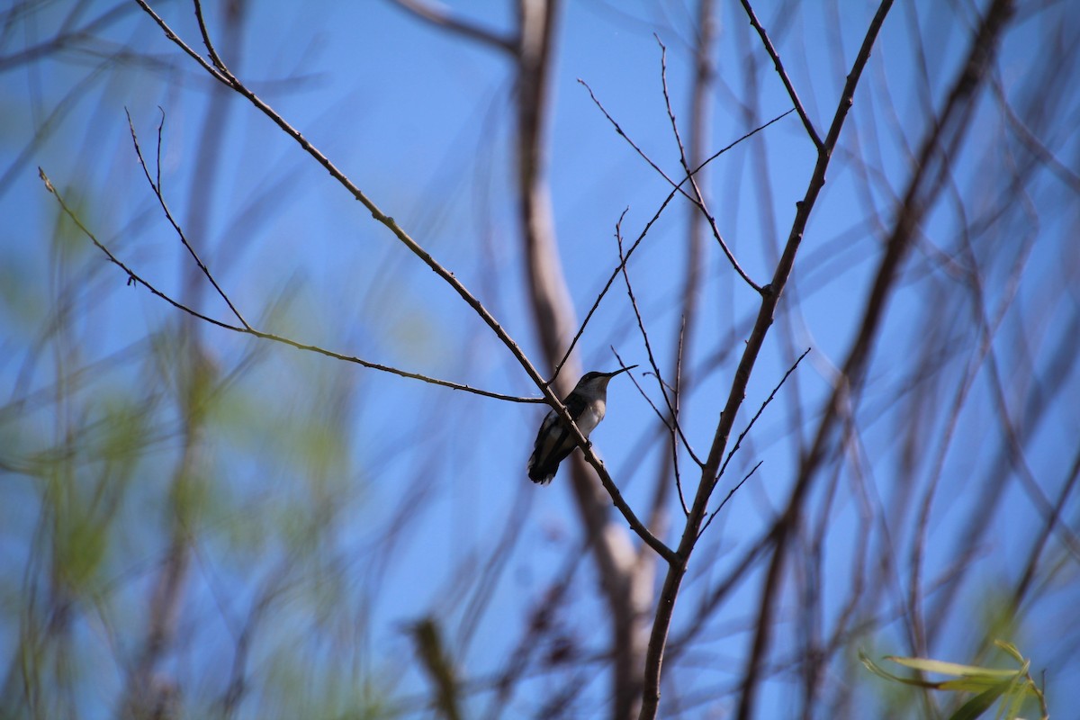 Ruby-throated/Black-chinned Hummingbird - ML643524421