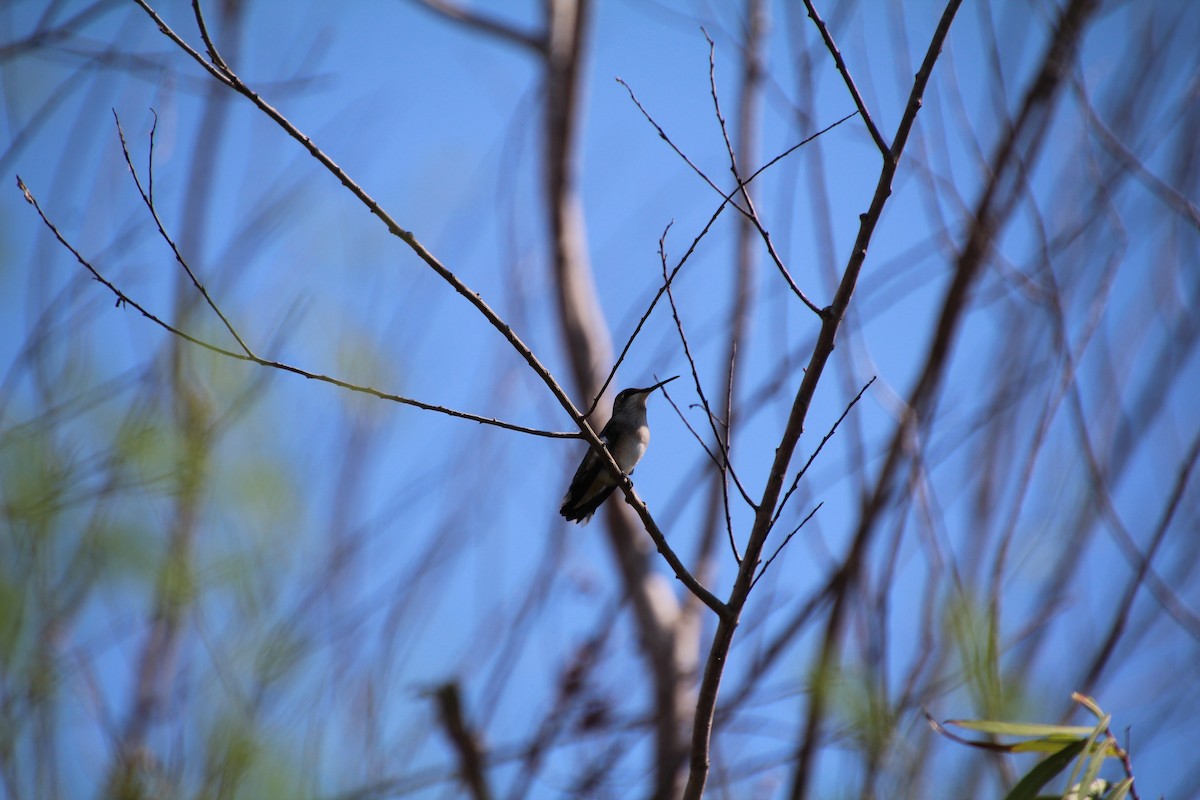 Ruby-throated/Black-chinned Hummingbird - ML643524422