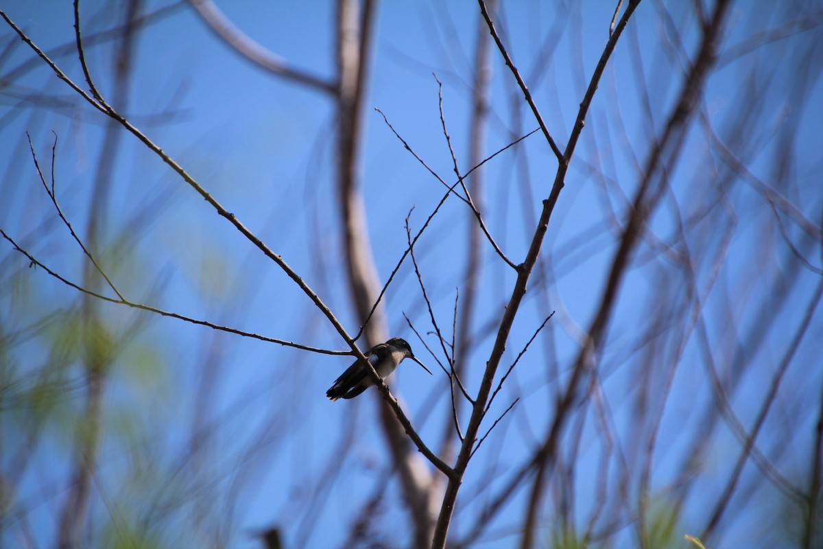 Ruby-throated/Black-chinned Hummingbird - ML643524423