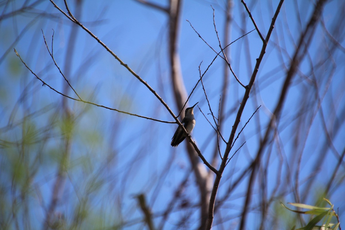 Ruby-throated/Black-chinned Hummingbird - ML643524424