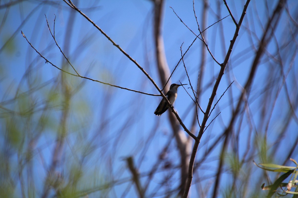 Ruby-throated/Black-chinned Hummingbird - ML643524425