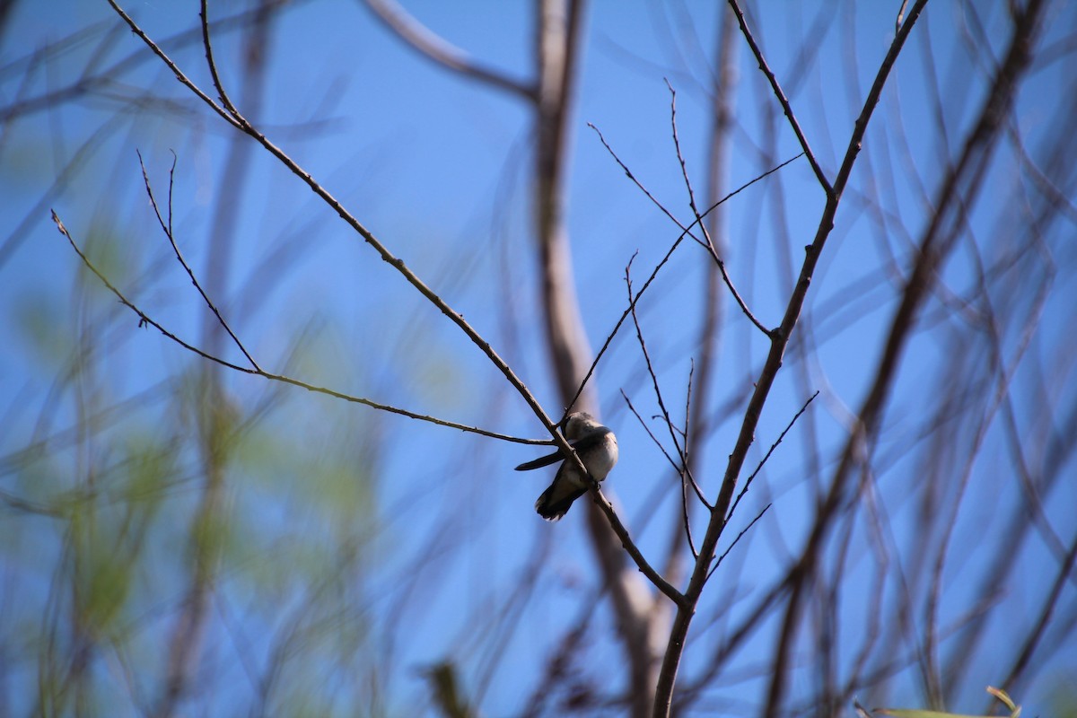 Ruby-throated/Black-chinned Hummingbird - ML643524426
