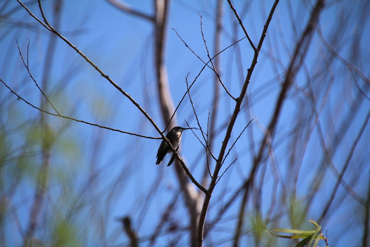 Ruby-throated/Black-chinned Hummingbird - ML643524427